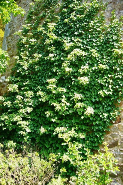 Гортензія черешкова вюнка Круг Корал|Hydrangea anomala glabra ’Crug Coral’|Гортензия Круг Корал